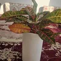 گل و گیاه کروتون|گل و گیاه طبیعی|ایلام, |دیوار