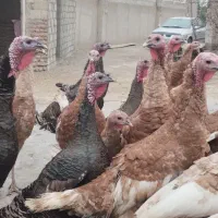 بوقلمون و مرغ خروس طبیعی|حیوانات مزرعه|اردبیل, |دیوار