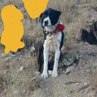 سگ چمبر فروشی