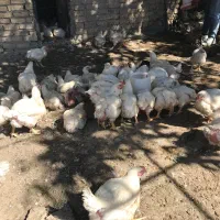 مرغ گوشتی طبیعی تعداد و تکی با بهترین دان