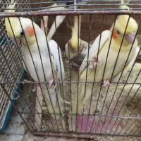 جفت بالغ لوتینودوکت ولوتینو کارداده|پرنده|قم, پردیسان|دیوار