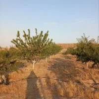 باغ بادام وپسته