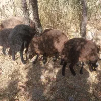 بره نر و ماده همو هترو برای اصلاح نژاد چند قلو زا|حیوانات مزرعه|تفرش, |دیوار