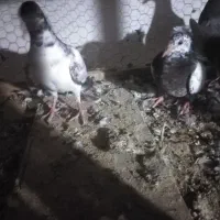 بچه کفتر زاجر