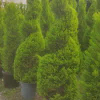 لاوسون‌پیج‌وساده