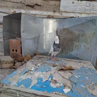 کبوتر طوقی الماسی|پرنده|رودشت (چهارمحال و بختیاری), |دیوار