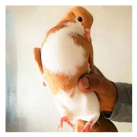 چند جفت کبوتر