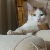 گربه دختر یک سال ونیمه