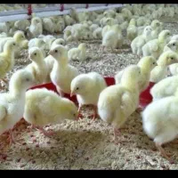 جوجه یکروزه نژاد راس