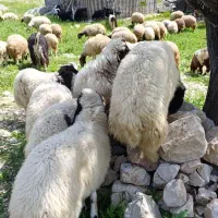 گوسفند میش و بره درجه یک تمام شیره دار ایلام