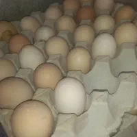 فروش تخم مرغ