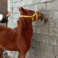 کره اسب|اسب و تجهیزات اسبسواری|برازجان, |دیوار