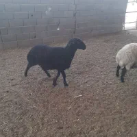 بره ماده
