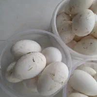 تخم‌غاز‌‌نطفه‌دار تازه‌