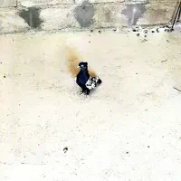 سینه سیاه ماده