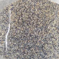 بذر گوجه ای وسفیدبشرط|گل و گیاه طبیعی|خرم‌آباد, |دیوار