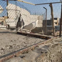 کبوتر سبز ورنگه