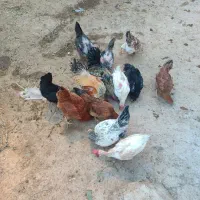 مرغ خروس تخم گزار|حیوانات مزرعه|بزینه رود, |دیوار