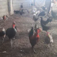 مرغ وخروس/بوقلمون و...|حیوانات مزرعه|شیراز, حجت آباد|دیوار