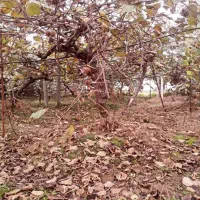 فروش زمین ویلایی درشهرحویق نزدیک به طرح ساحلی زمرد|فروش زمین و ملک کلنگی|حویق, |دیوار