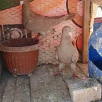 کبوتر جفتگاه