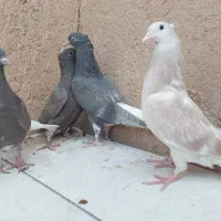 کفتر جوجه دم سفید رنگی