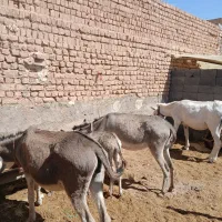 شیر الاغ دوشیدن در حضور مشتری|خوردنی و آشامیدنی|ساوه, |دیوار