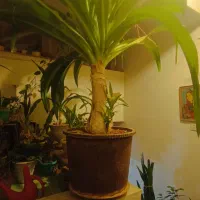 گل اشک ملکه