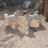 سگ،نرروماده،جک،راسل،ومالتیز