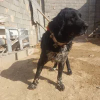 سه تا توله سیاه یکی ماده دوتا نر|سگ|مبارکه, |دیوار