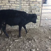 گوساله نر ۱۲۰کیلویی|حیوانات مزرعه|معصومیه, |دیوار