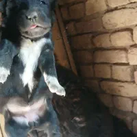 توله قدرجونی|سگ|داران, |دیوار