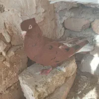 کبوتردمسفید ماده