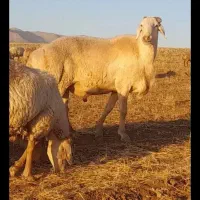 قوچ میش بز بره گاو گوساله|حیوانات مزرعه|بیستون, |دیوار