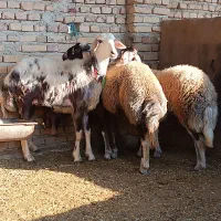 گوسفند داشتی درجه۱