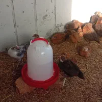 جوجه لهمن تخم گذار دوماهه|حیوانات مزرعه|قدس, شهرقدس|دیوار