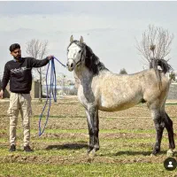 نریان ۱ کردی پرخون و دمگیر|اسب و تجهیزات اسب‌سواری|اصفهان, رهنان|دیوار