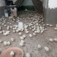 جوجه بوقلمون|حیوانات مزرعه|تربت‌حیدریه, بازار|دیوار