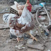 خروس ویاندوت