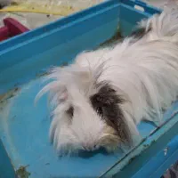 خوکچه هندی  ۴تا ماده و یک نر