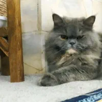 گربه بازیگوش