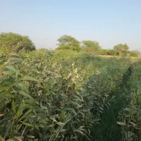 نهال فروشی|خدمات باغبانی و درختکاری|حمیدیه, |دیوار