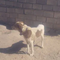 سگ گلگی|سگ|قائن, |دیوار