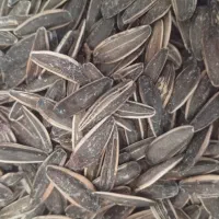 تخمه آفتابگردان تازه