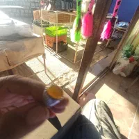 دوانگشترعقیق زرد با رکاب نقره|کلکسیون اشیاء عتیقه|بندر ترکمن, |دیوار