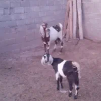 یک عدد بز پاکستانی همراه با بزغاله اش