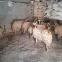 ۷عدد گوسفند شک همه نشان دار آبستن پستان کرده