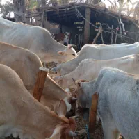فروش گاو|حیوانات مزرعه|شادگان, |دیوار
