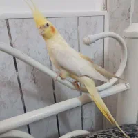 طوطی نر|پرنده|اردبیل, |دیوار