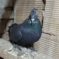 دوتا نر کله برنجی|پرنده|کیار, |دیوار